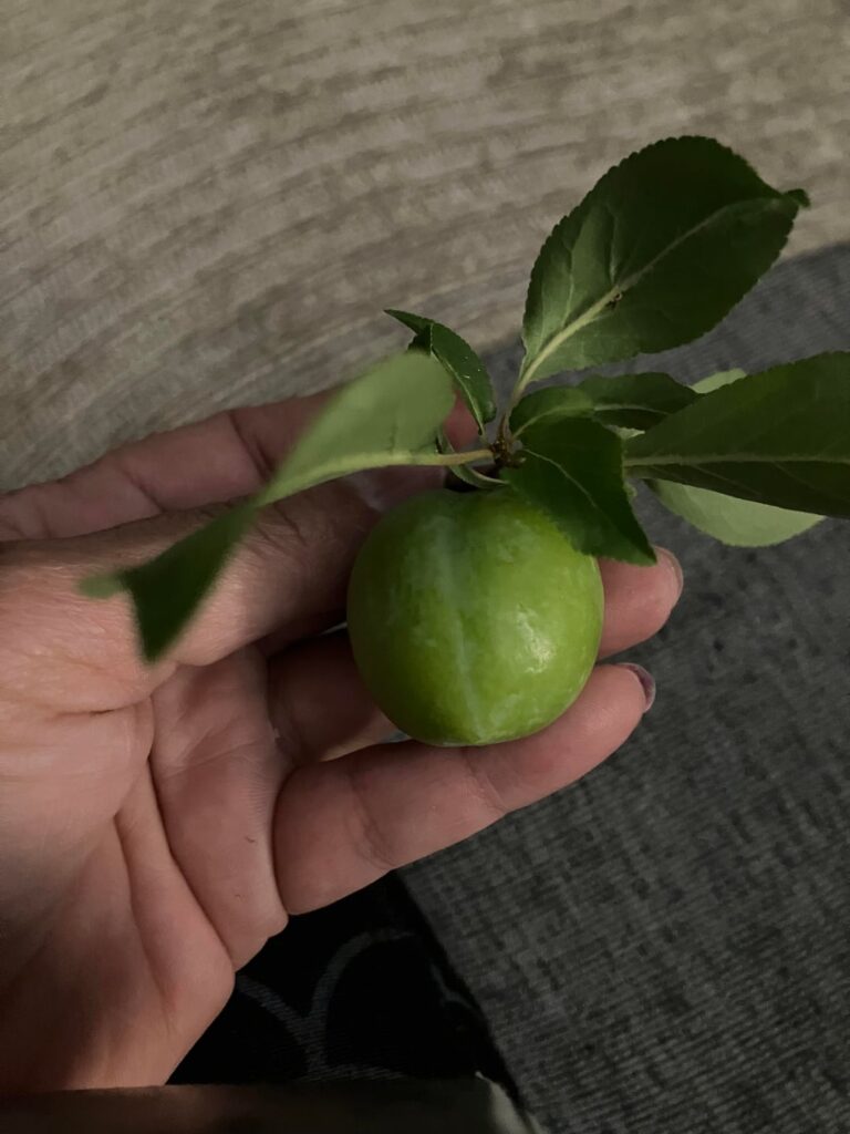 Found this tree with this fruit growing on it.