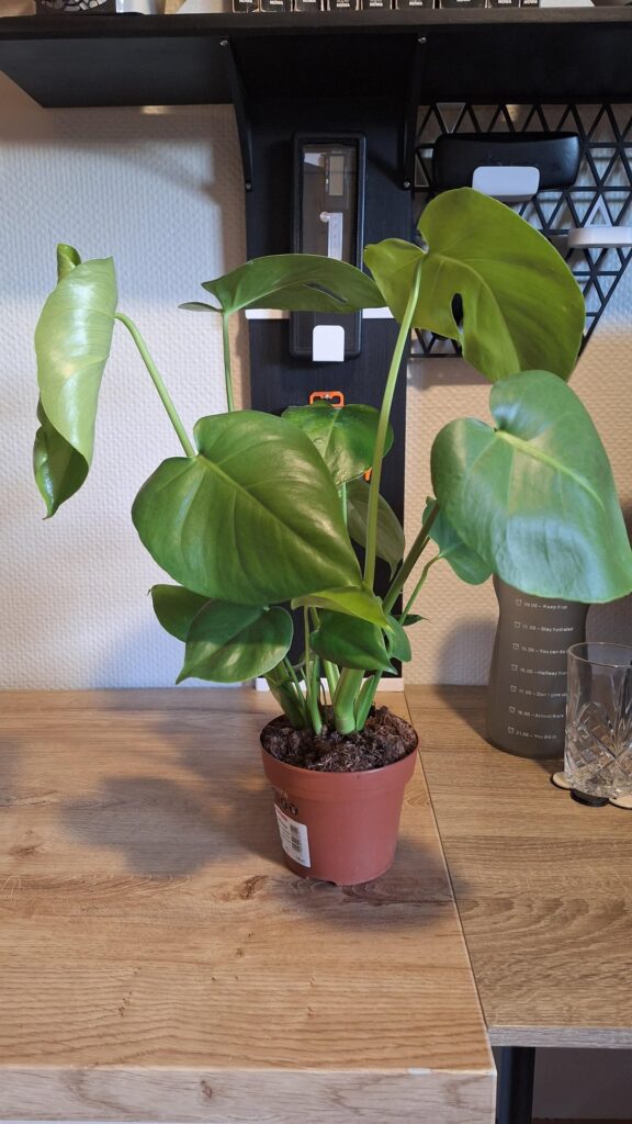 Just got this monstera, I think there are 3 plants in this pot, should I split them?