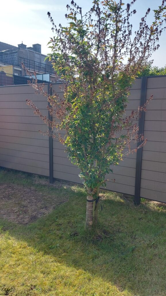 What's wrong with my Japanese Cherry Tree