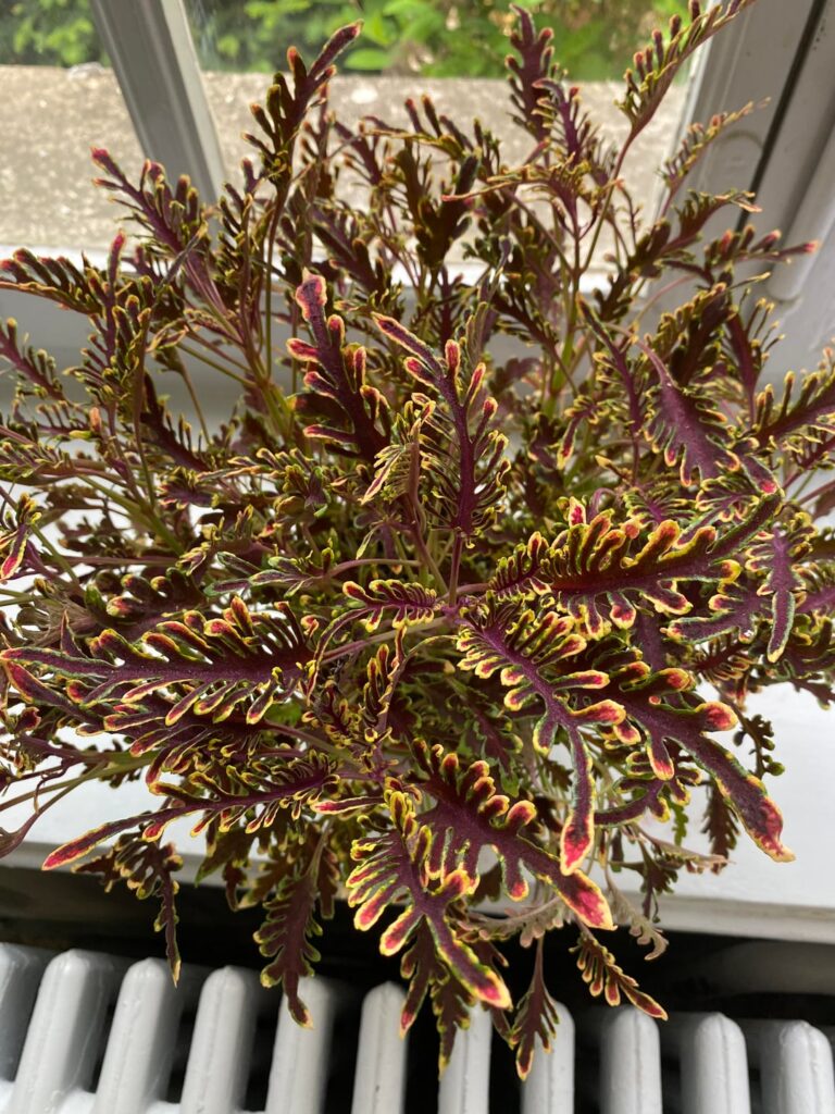 Who is this beauty!? What crazy colors!