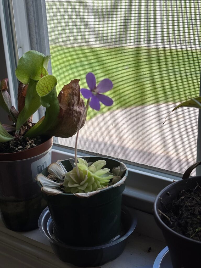 Ping flower