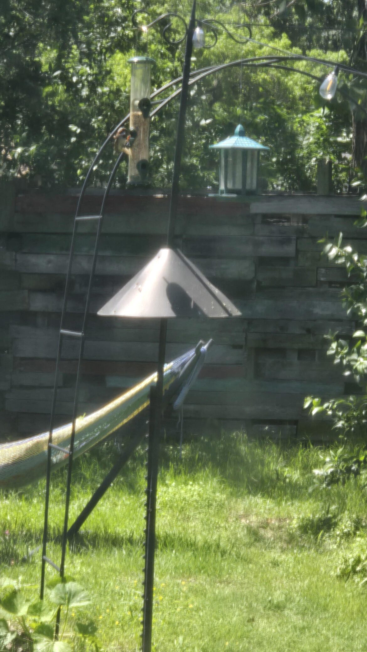 I thought getting a bird feeder would be fun...