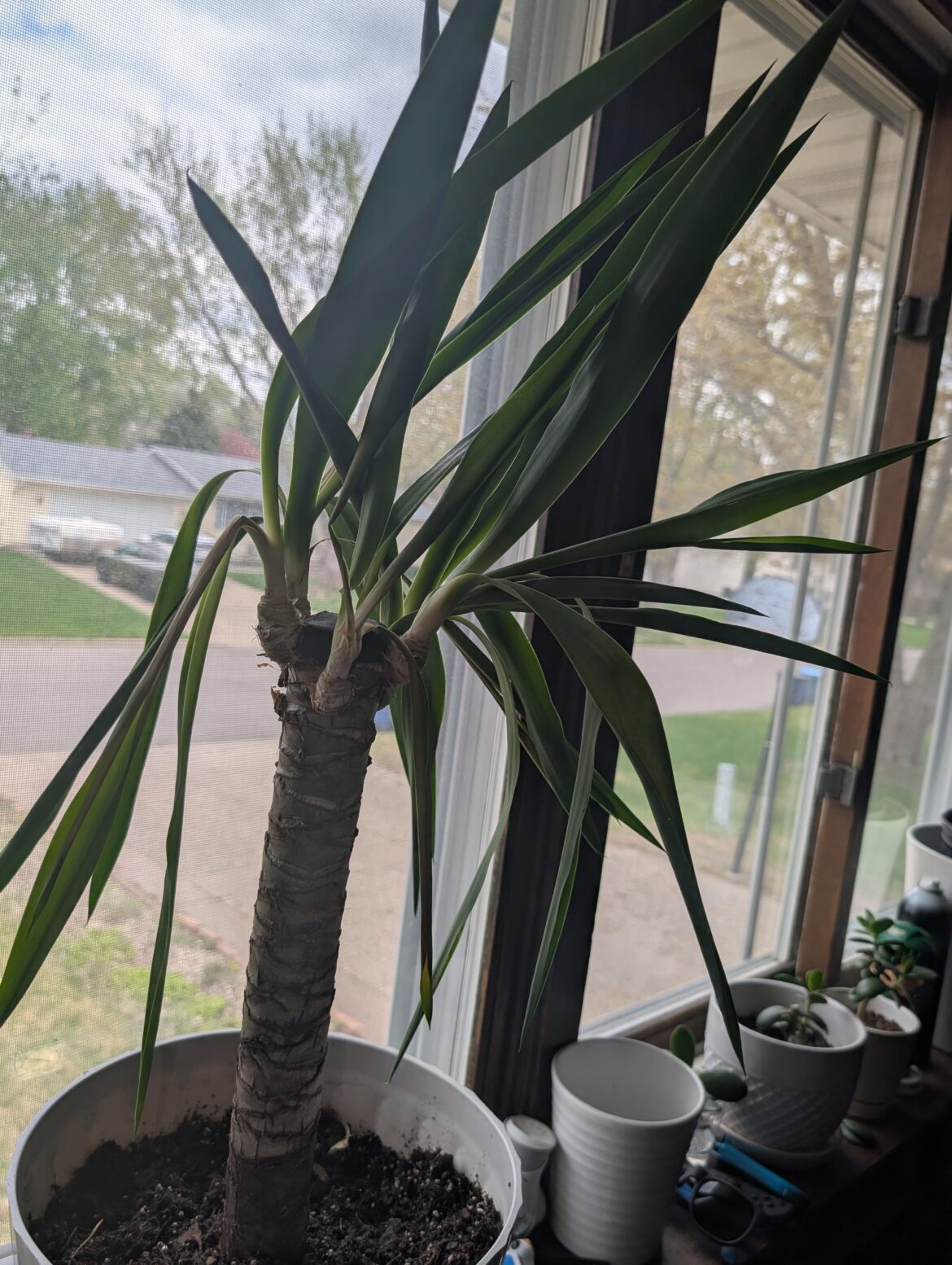 Yucca plant help! Yucca plant help!