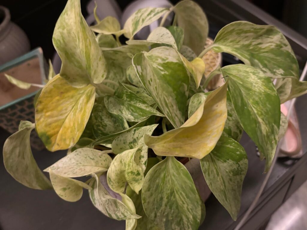 Yellow leaves?