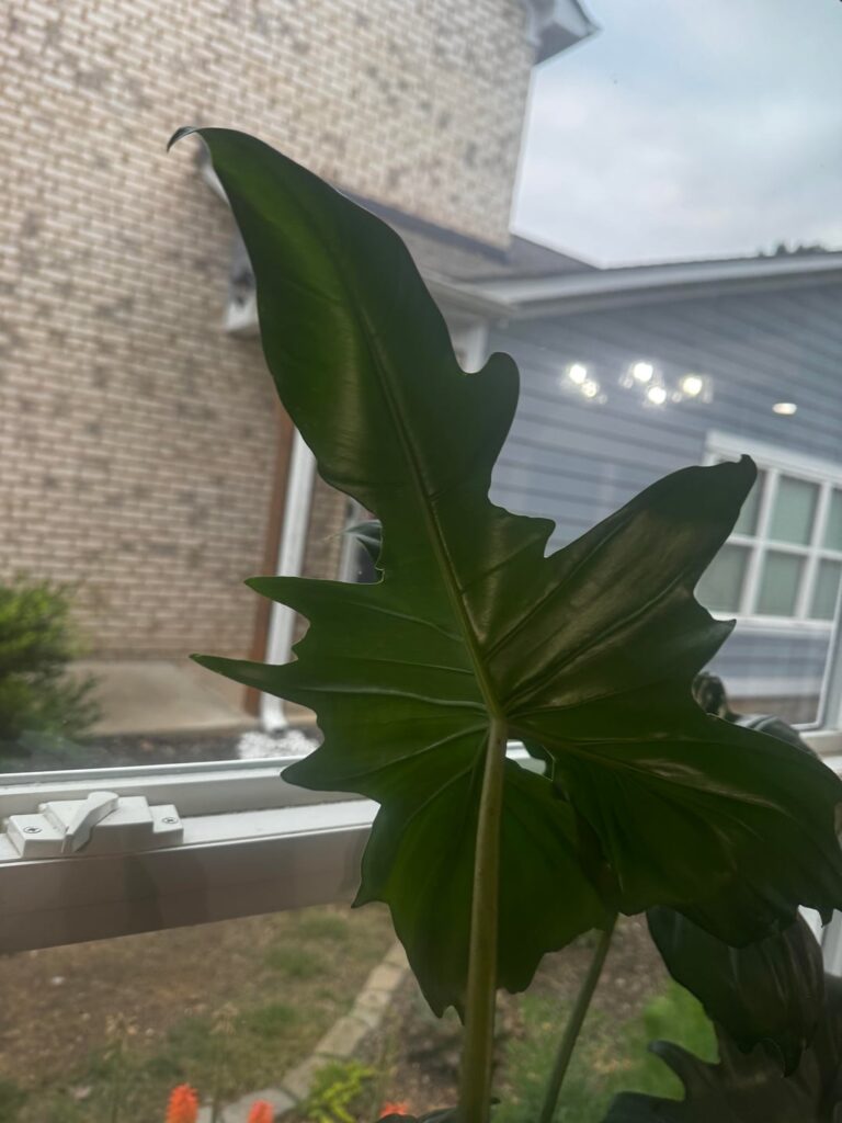 Identify help? Identify help?
