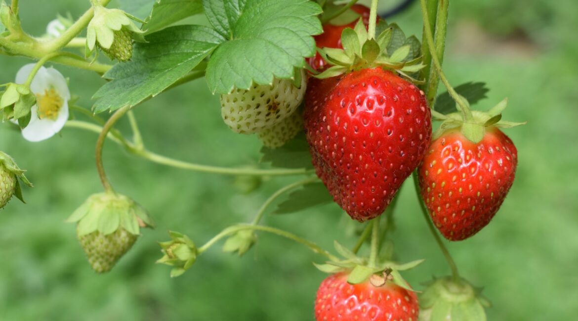 Dakota Gardener: Let’s Start A Berry Patch! Dakota Gardener: Let’s Start A Berry Patch!