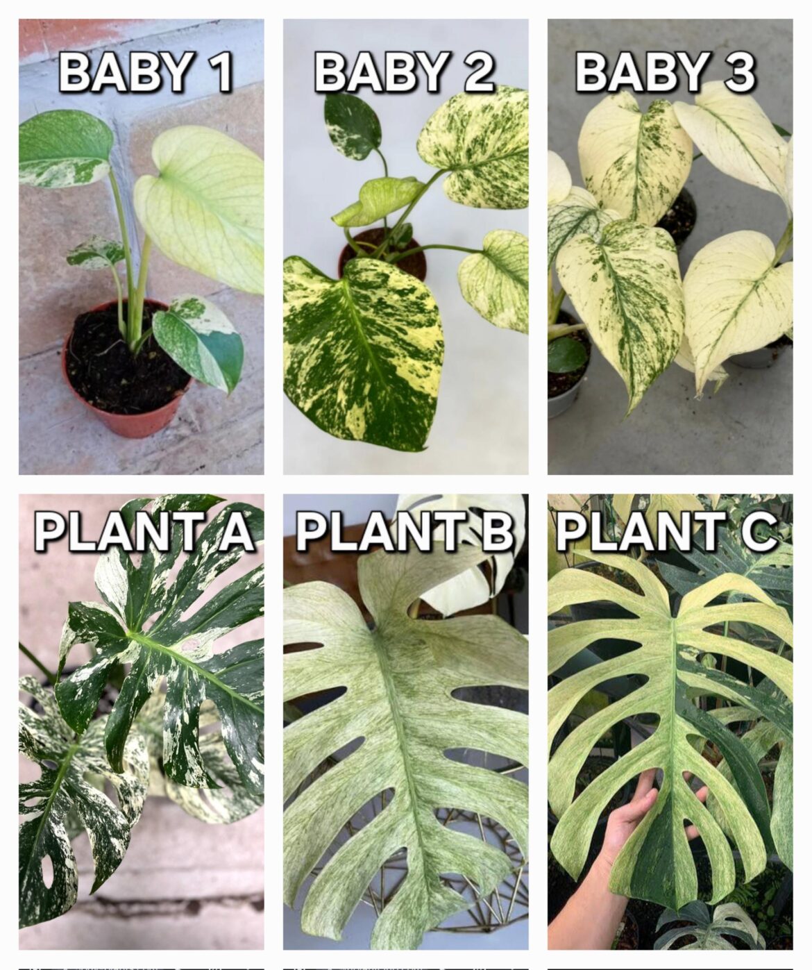 Buying a baby mint Monstera… smart move or pure gamble? Buying a baby mint Monstera… smart move or pure gamble?