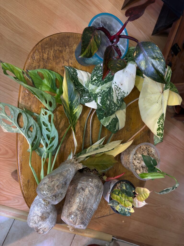A nice haul from the local plant show
