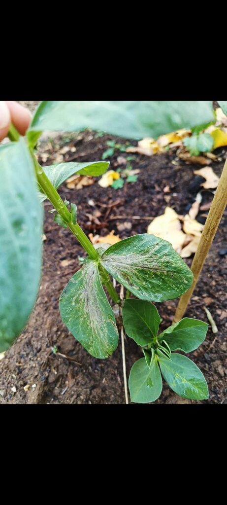 Rotting leaves on broad bean Rotting leaves on broad bean
