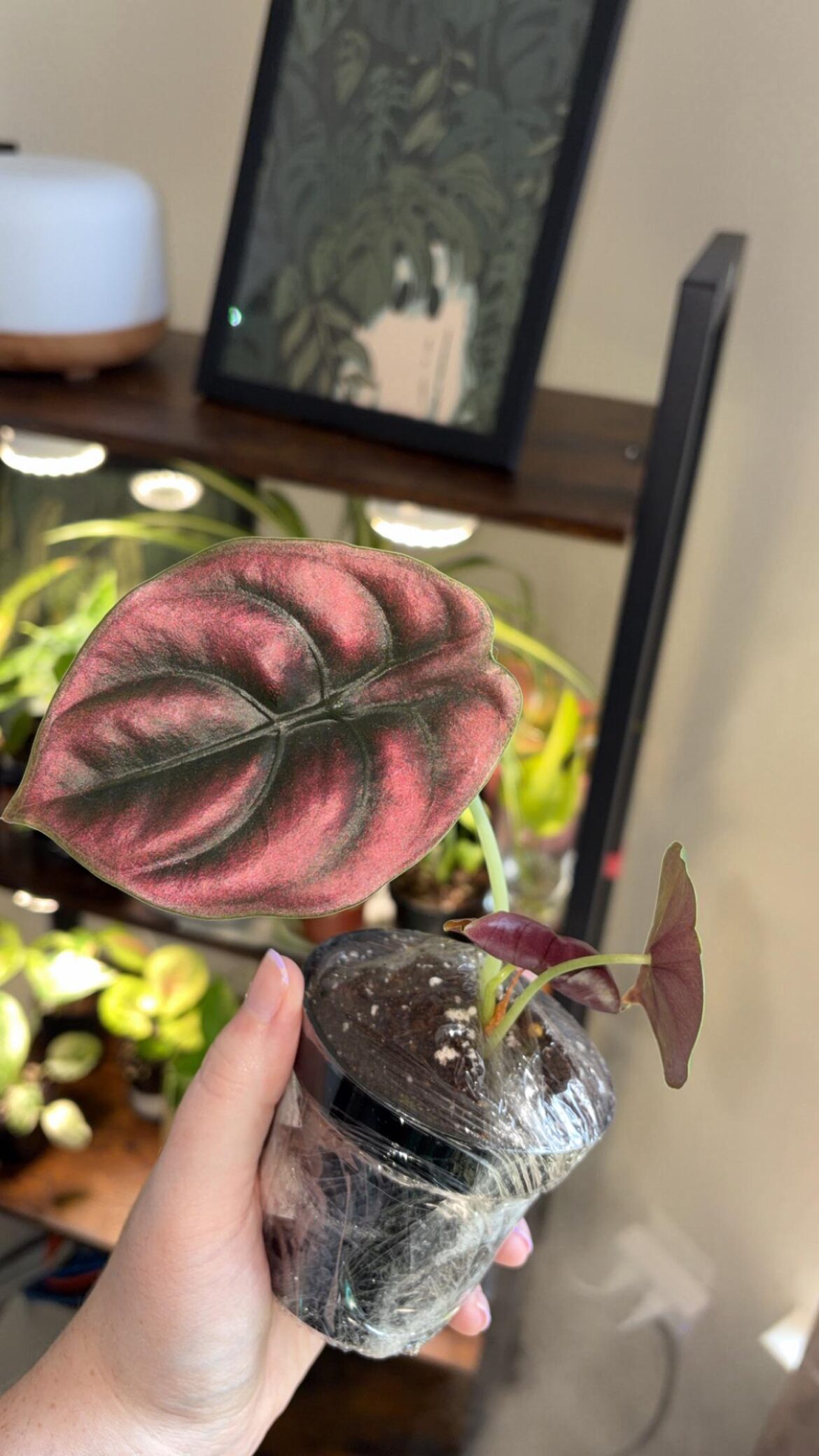 My New Alocasia Red Secret