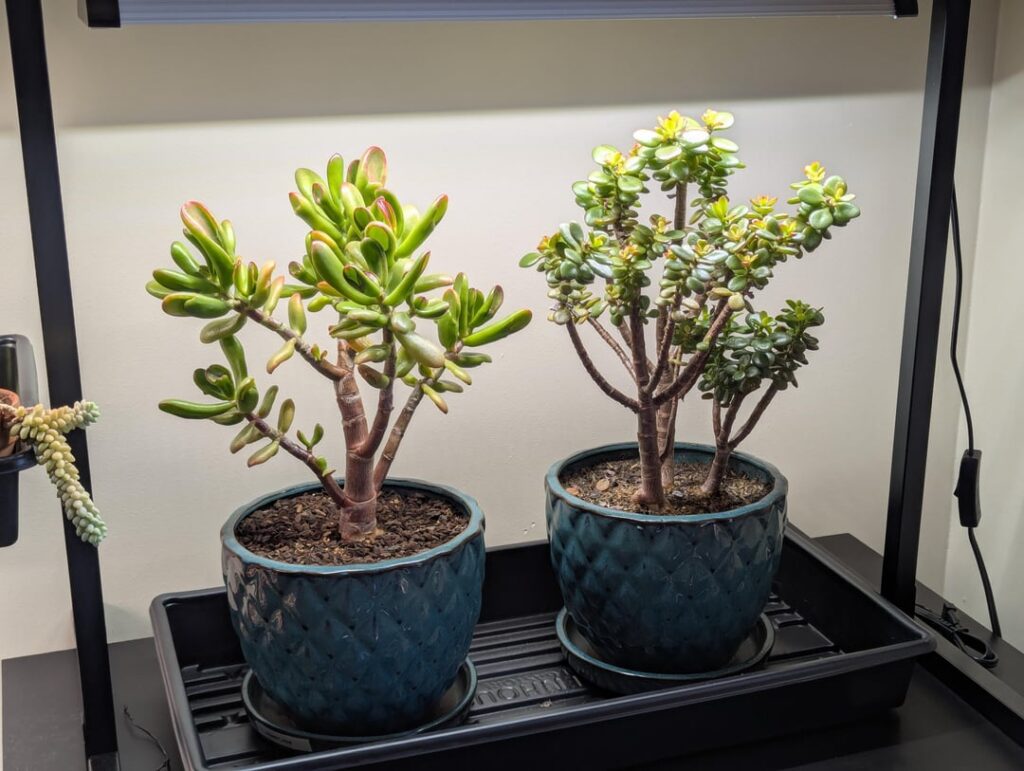 My jades and their 5 years of growth My jades and their 5 years of growth