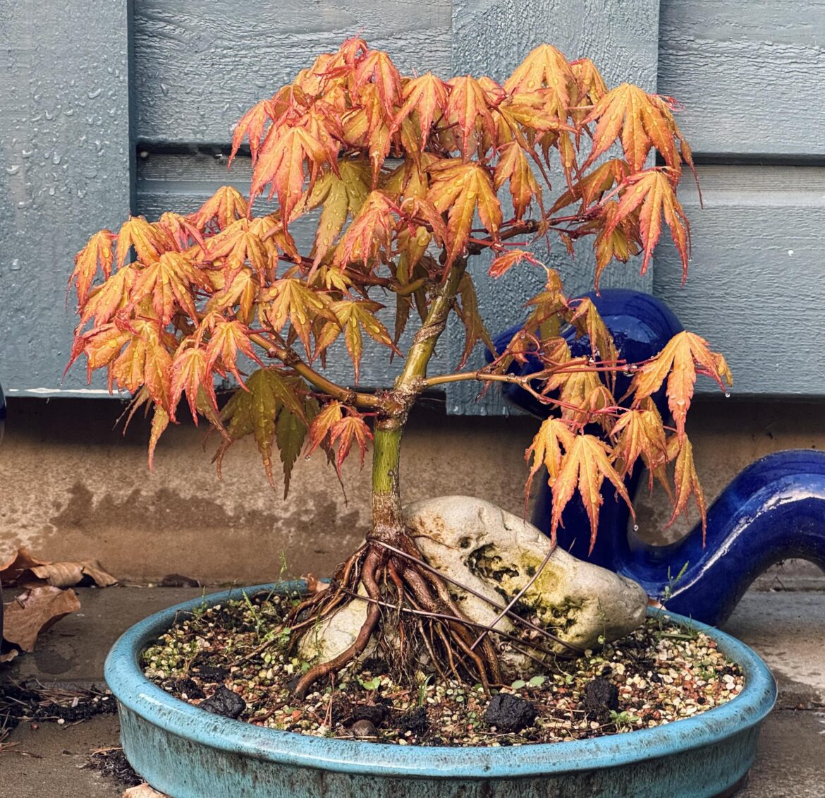 Just a lil maple in spring