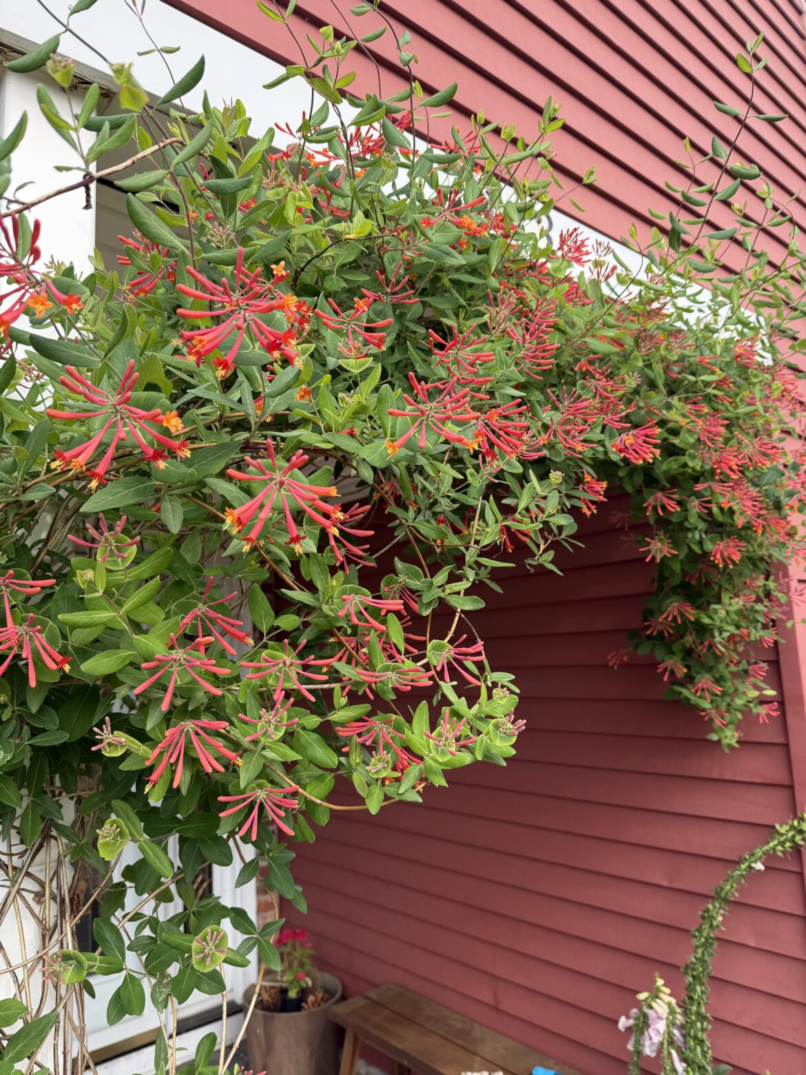 Our honeysuckle archway is showing off for Mother’s Day