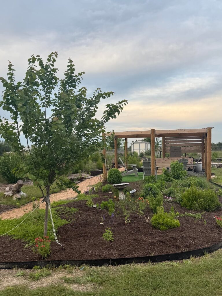 Such a lovely evening in the backyard