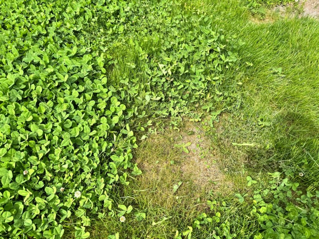 Clover overgrowth – Seattle Clover overgrowth - Seattle