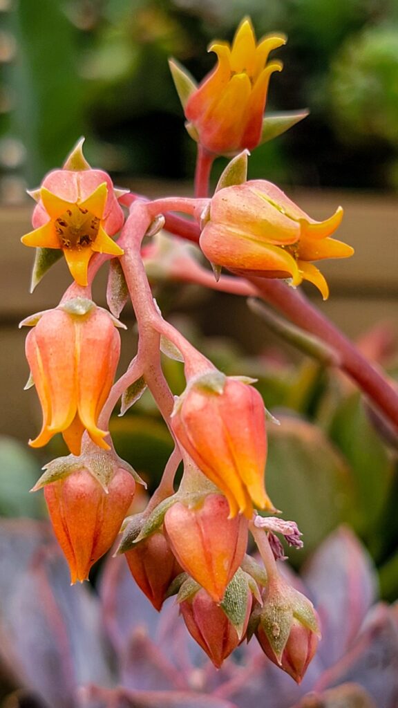 Echevaria Flowers, straw flowers and ?