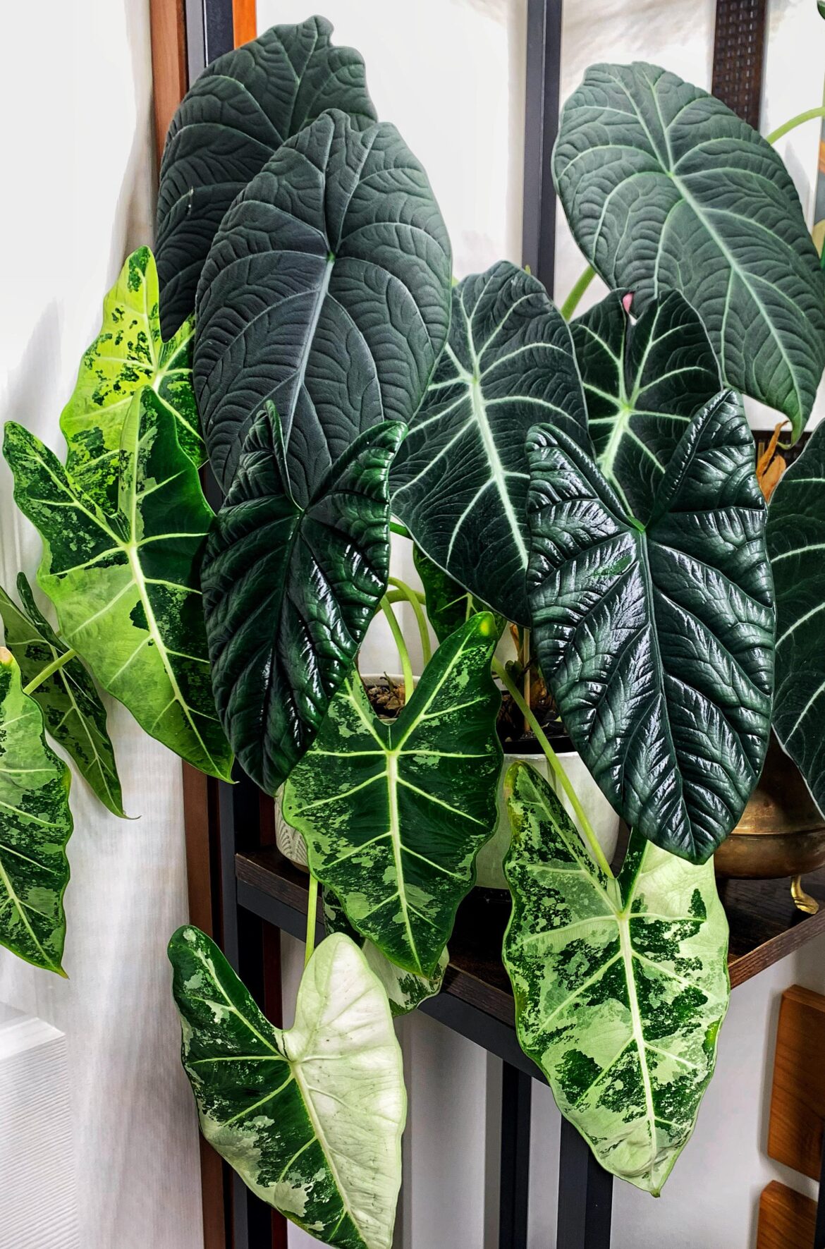 Family photo (alocasia)