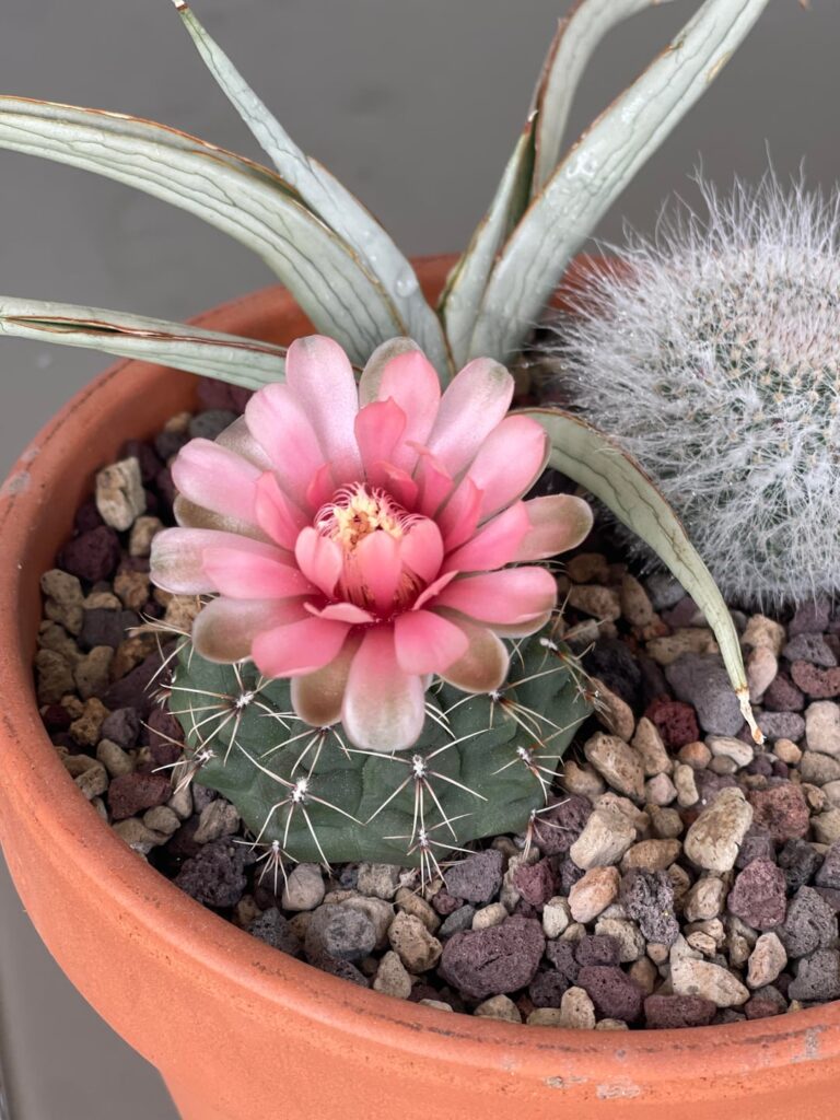 Gymnocalycium Baldianum?