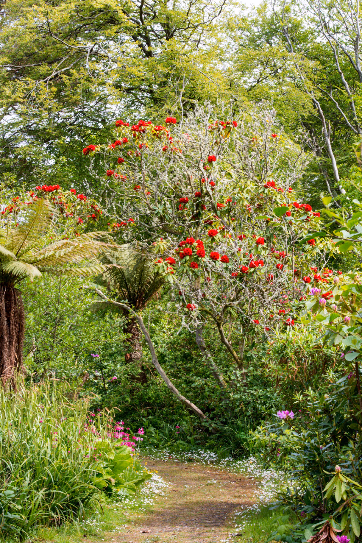Rhodedendrons in Achamore Gardens, Isle of Gigha, Scotland