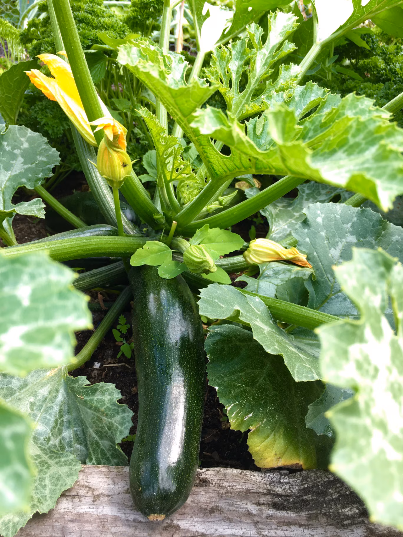 Courgette growing in the garden