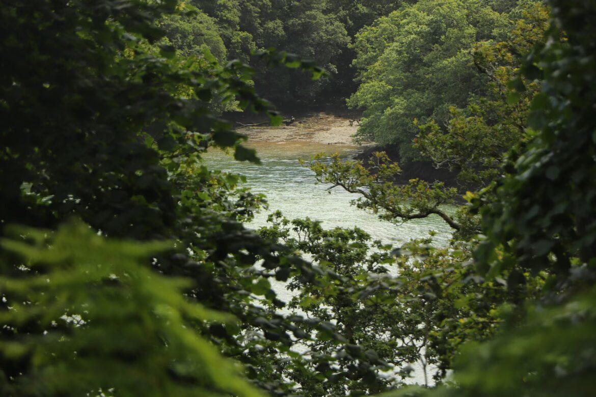 The best coastal gardens to visit in Britain Flora and miniature fauna in Trelissick gardens in south Cornwall on the river Fal