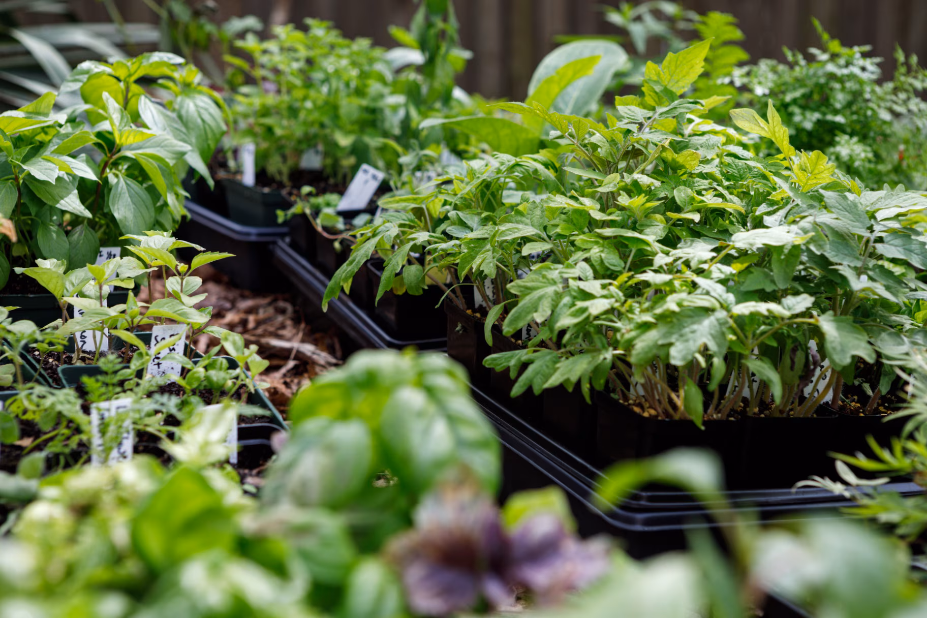Trays of plant and flower seedlings started indoors outside in the process of hardening off in spring in a home garden. 