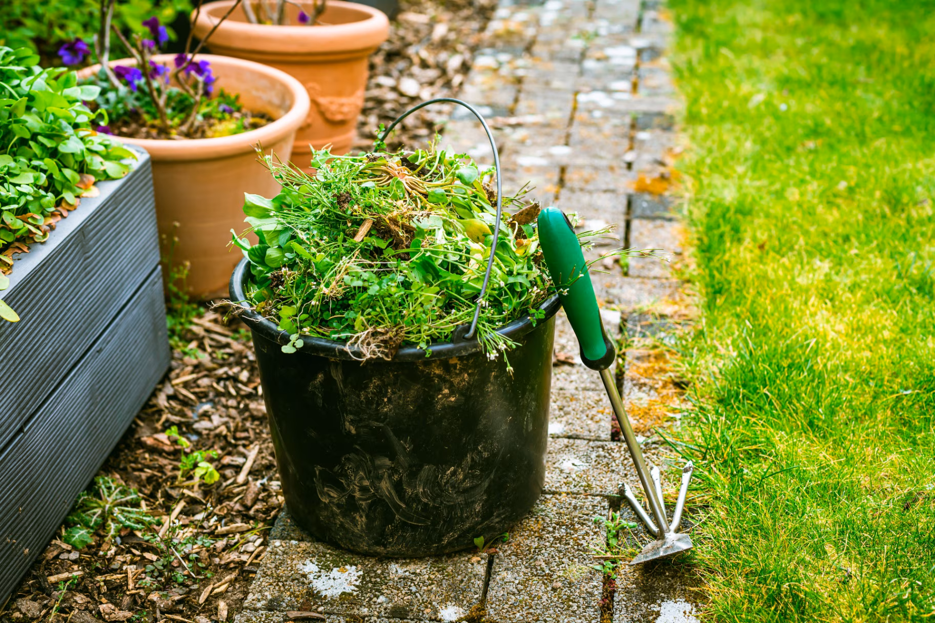 Removing weeds in garden - bucket full of weeds