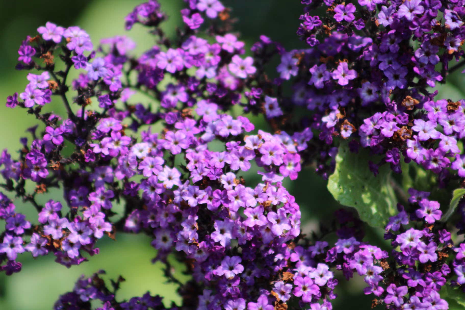 A beautiful, flowering heliotrope garden
