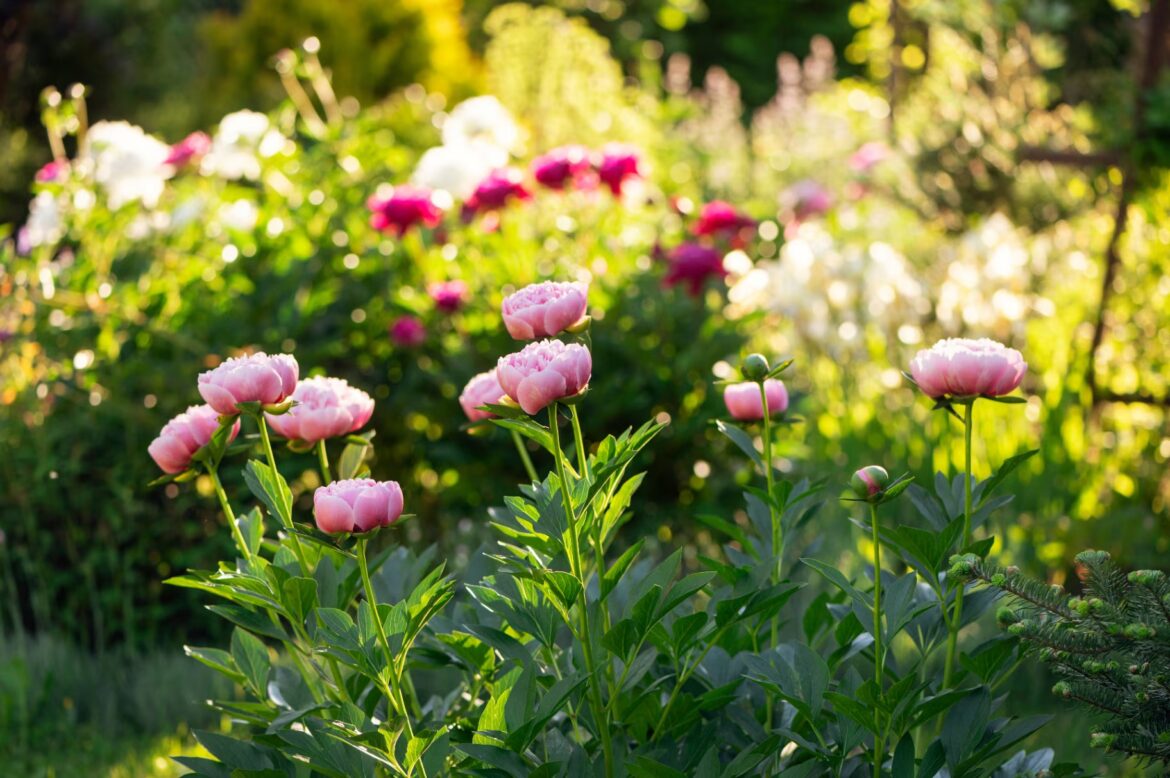 The essential list of gardening jobs for May peonies blooming in summer cottage garden. "Etched Salmon" peony on foreground