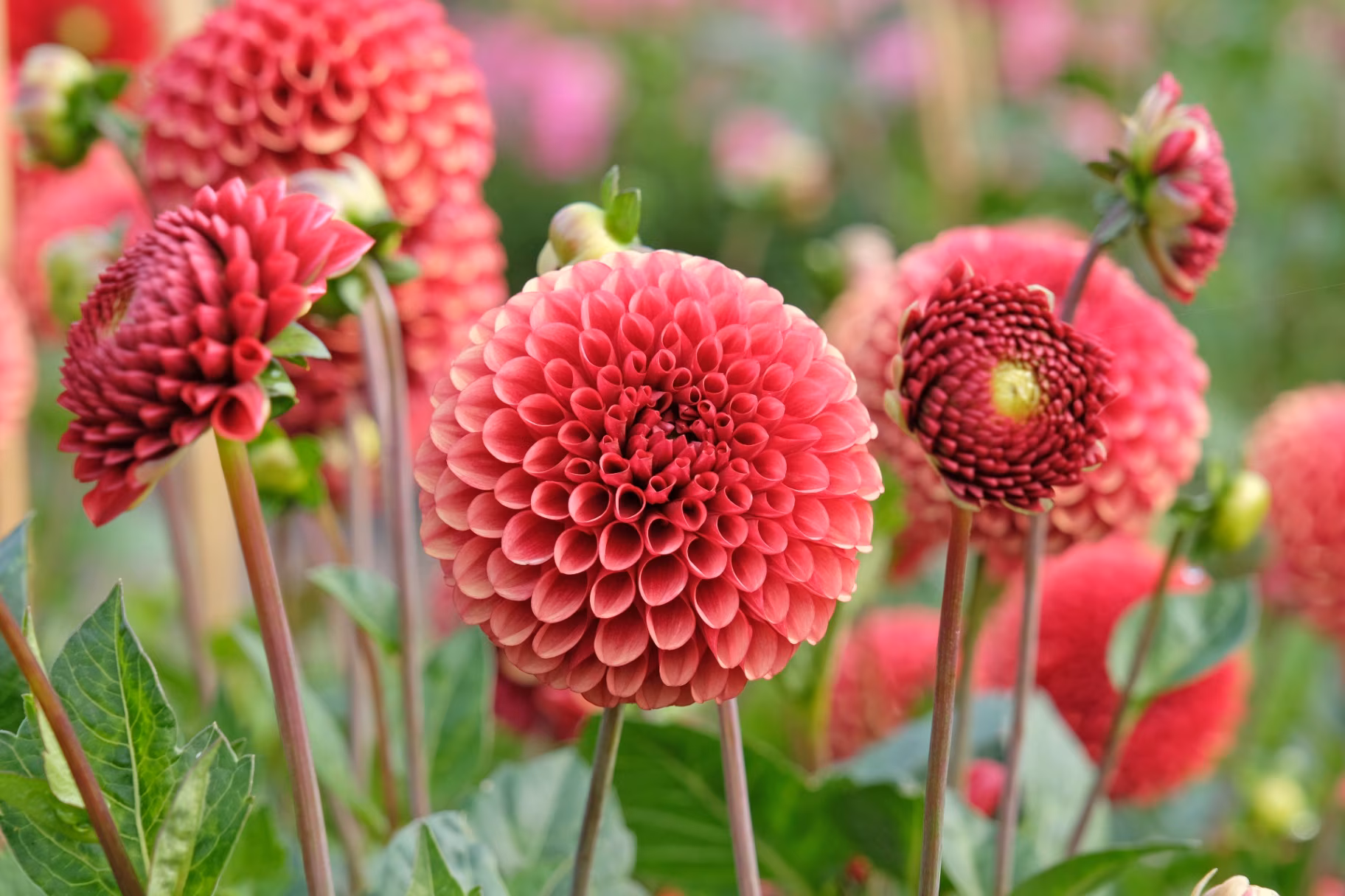 Rusty orange and red decorative ball Dahlia ‘Copper Boy’ in flower