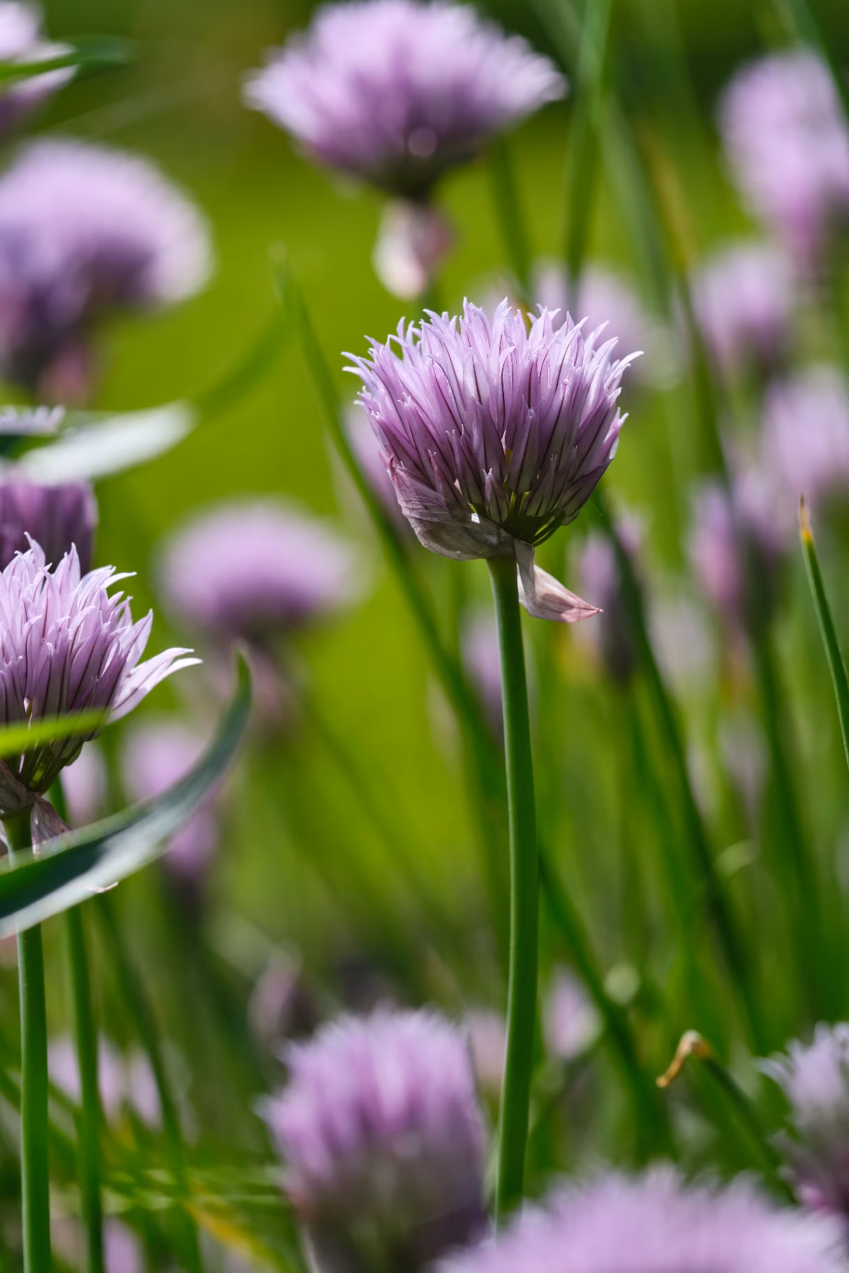 Flowering chives. Shallow depth of field