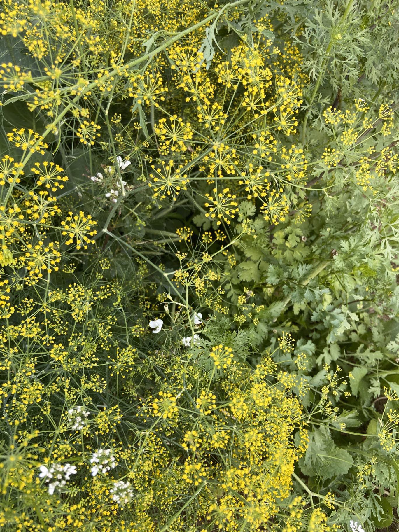This is coriander has small yellowflowers and green leaves