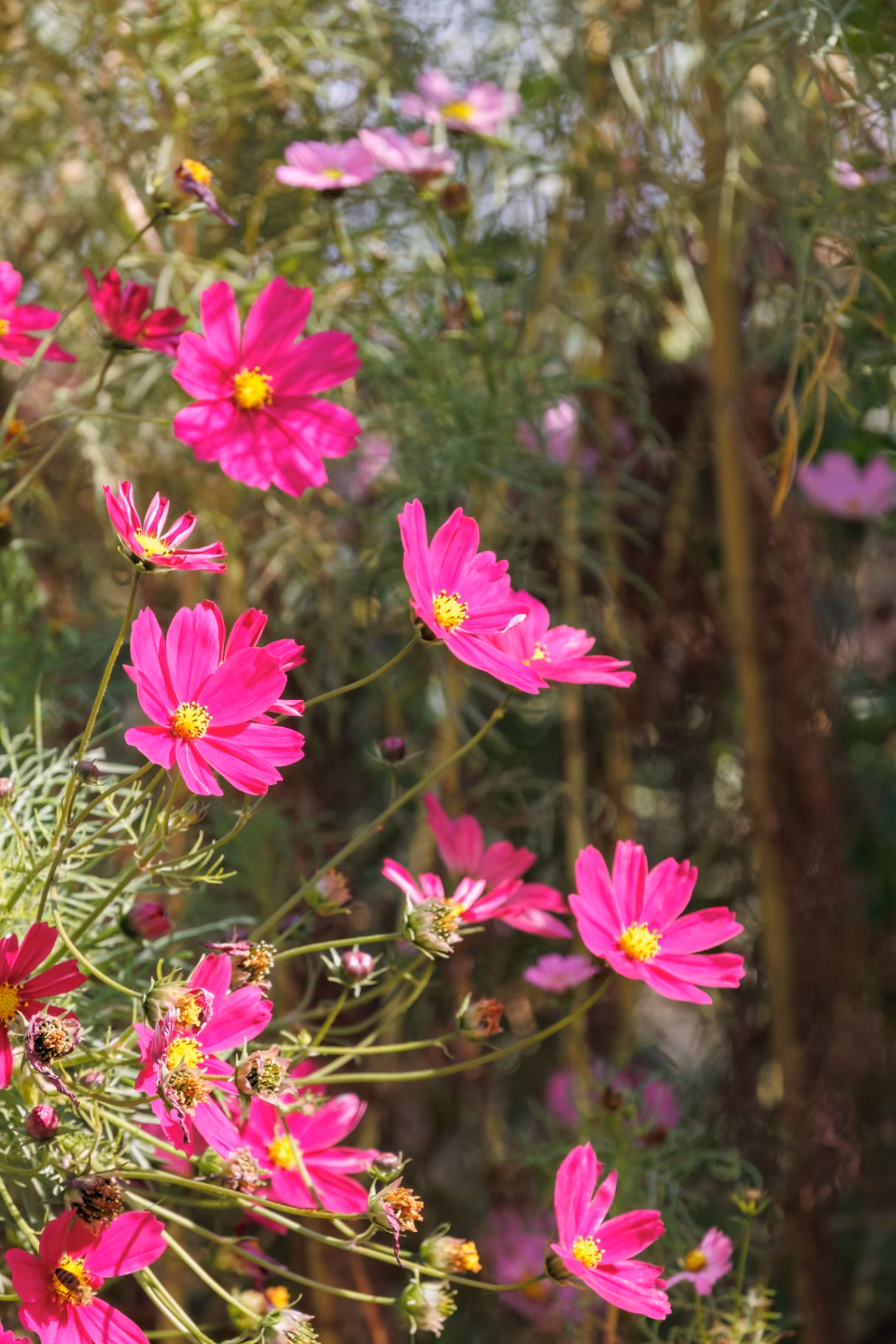 Summer pink, red or white Cosmos bipinnatus or garden cosmos flower