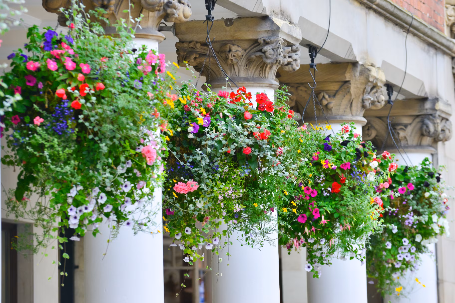 Beautiful flowers and plants in large hanging baskets decorate the outside of a large impressive hotel with large pillars outside