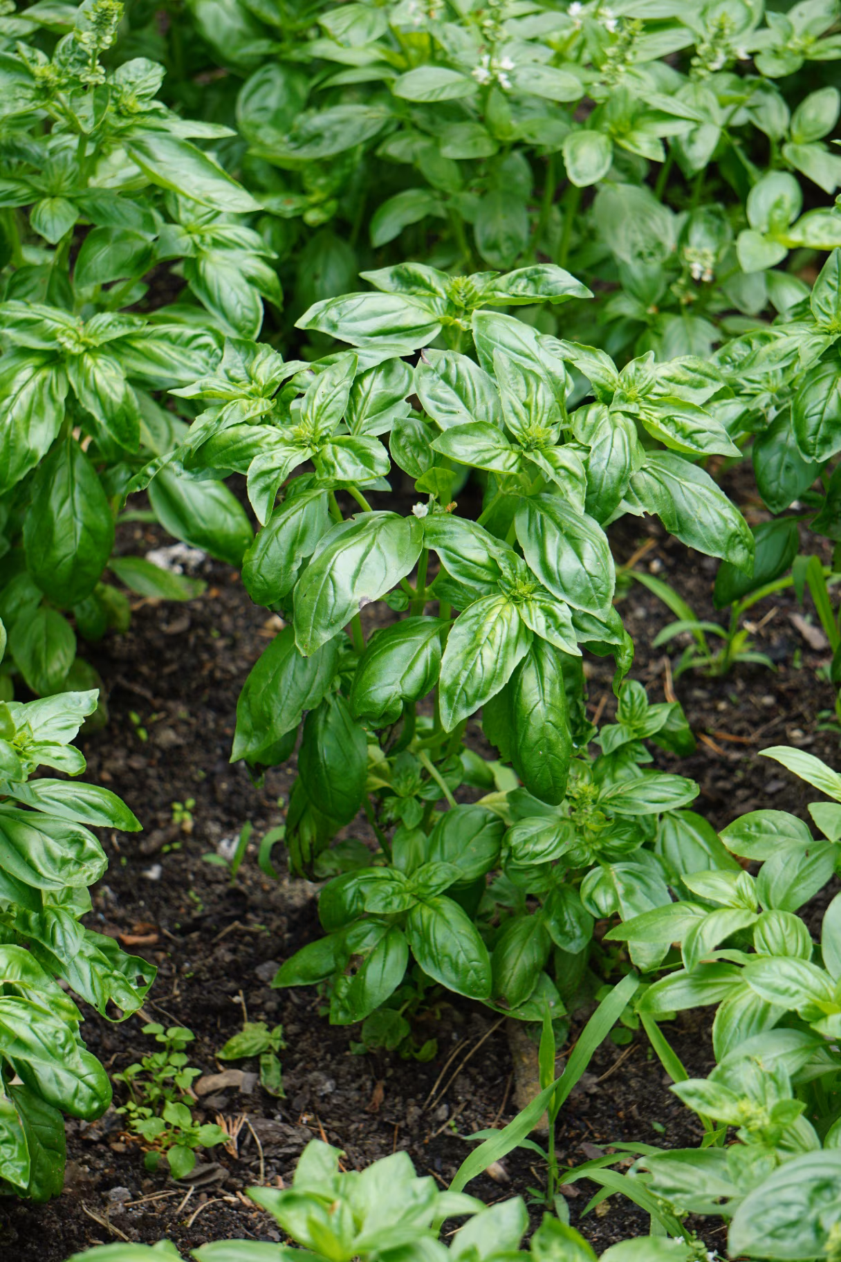 Fresh basil grows lushly in an organic garden surrounded by natural greenery. 