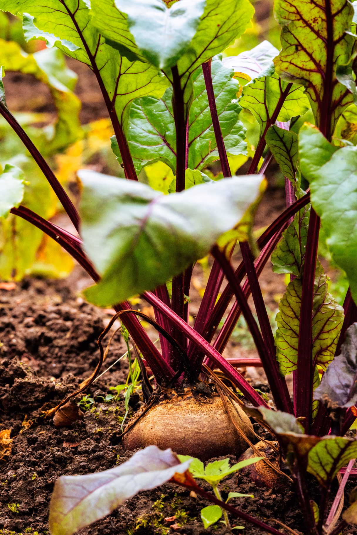 Fresh organic beetroot growing in garden soil with vibrant green leaves and red stems, healthy root vegetable cultivation concept for agriculture and nutrition