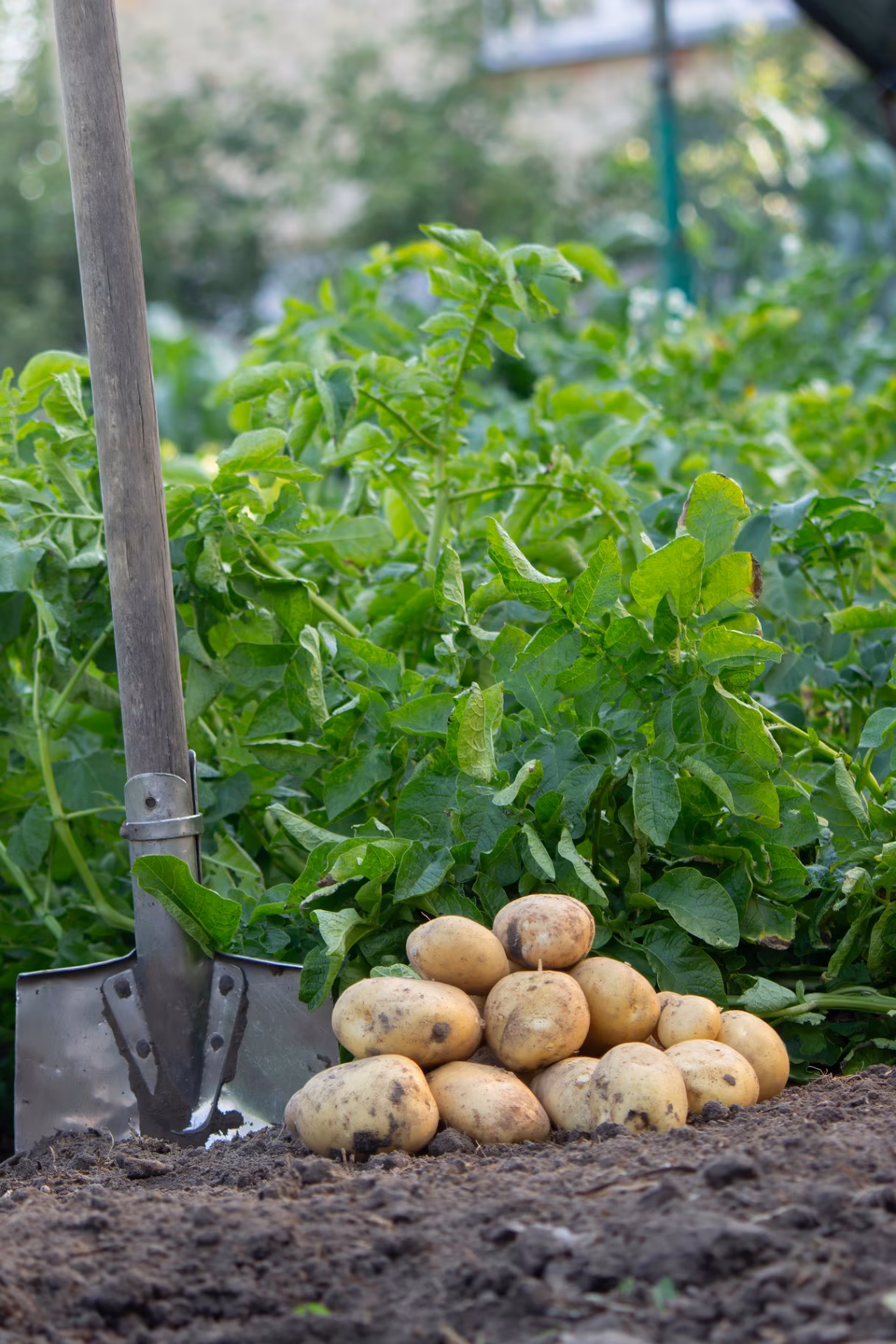 Potato harvest on the background of the garden