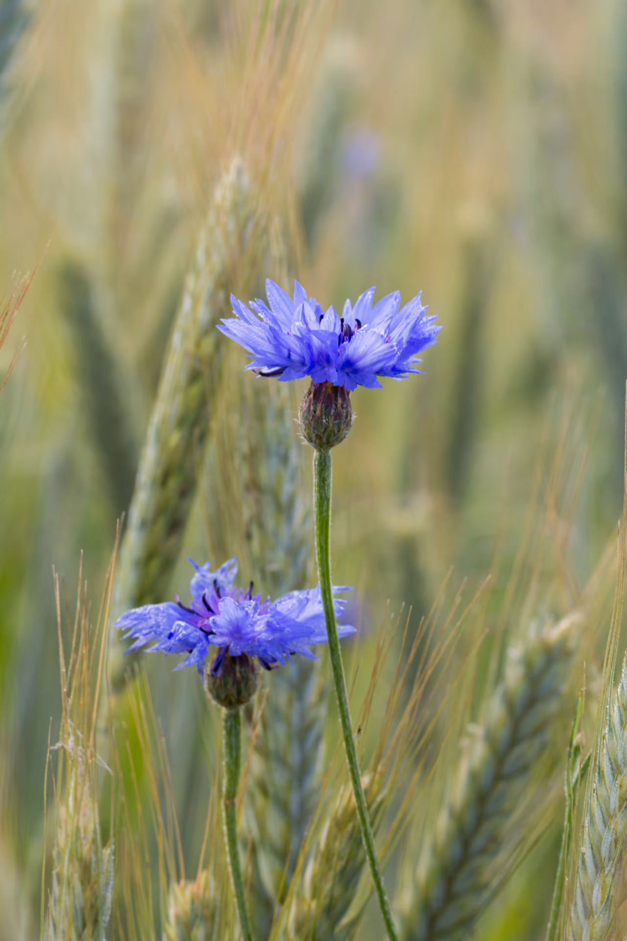 blue cornflowers blooming among green cereal ears in summer field
