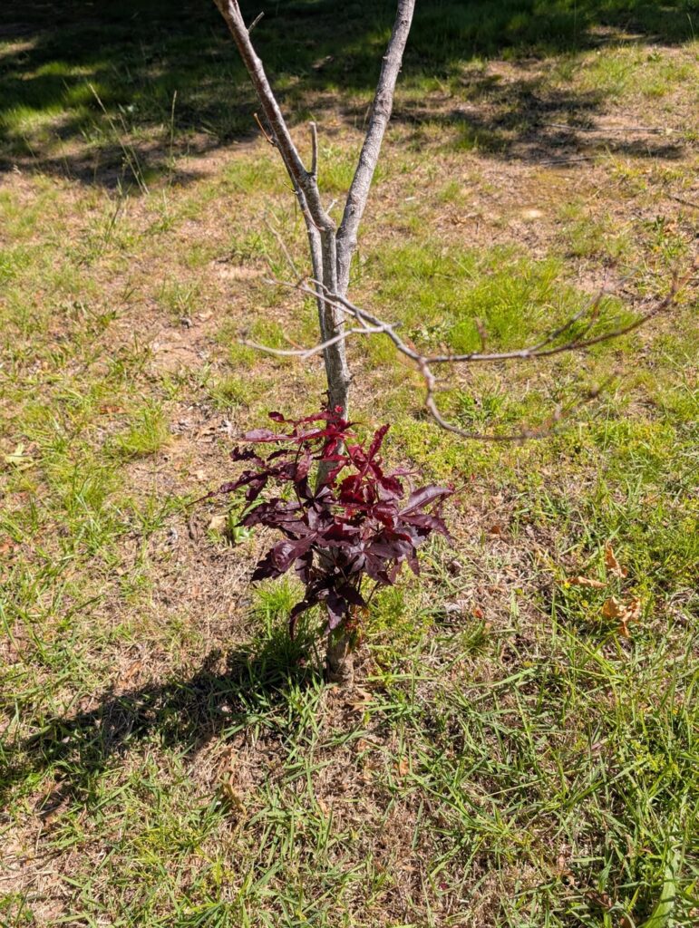 This poor tree. Any help for it?