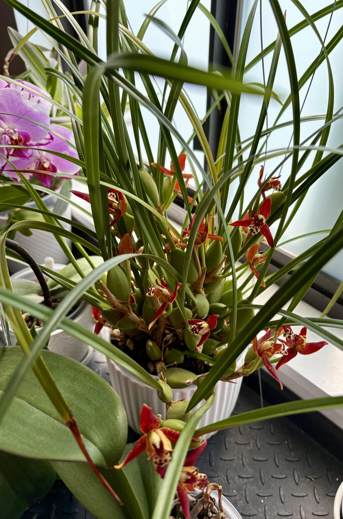 Maxillaria tenuifolia (coconut orchid)