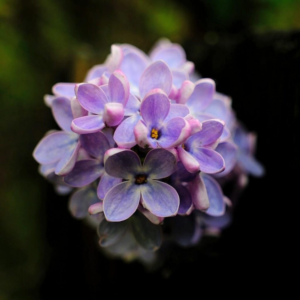 Common Lilac (Syringa vulgaris L.)