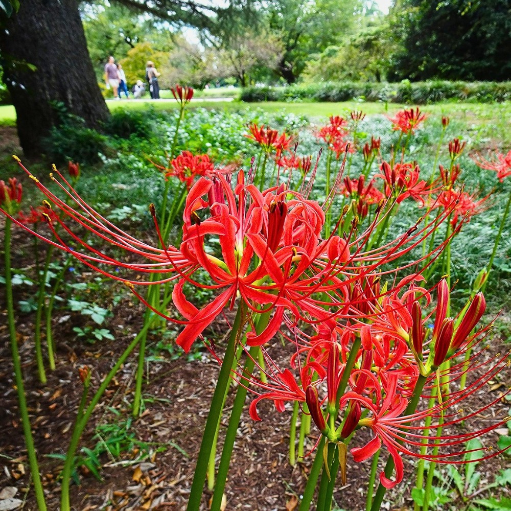 Shinjuku Gyoen and Its Lessons on Slowing Down Amid Nature and Flowers