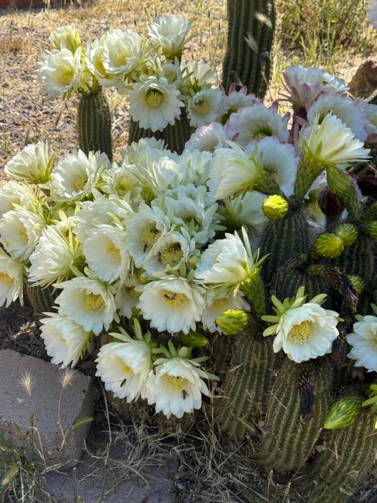 Beautiful blooms