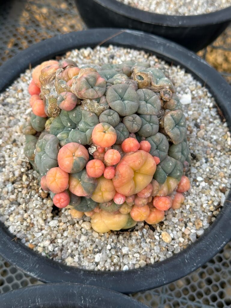 🌵🌵🌵