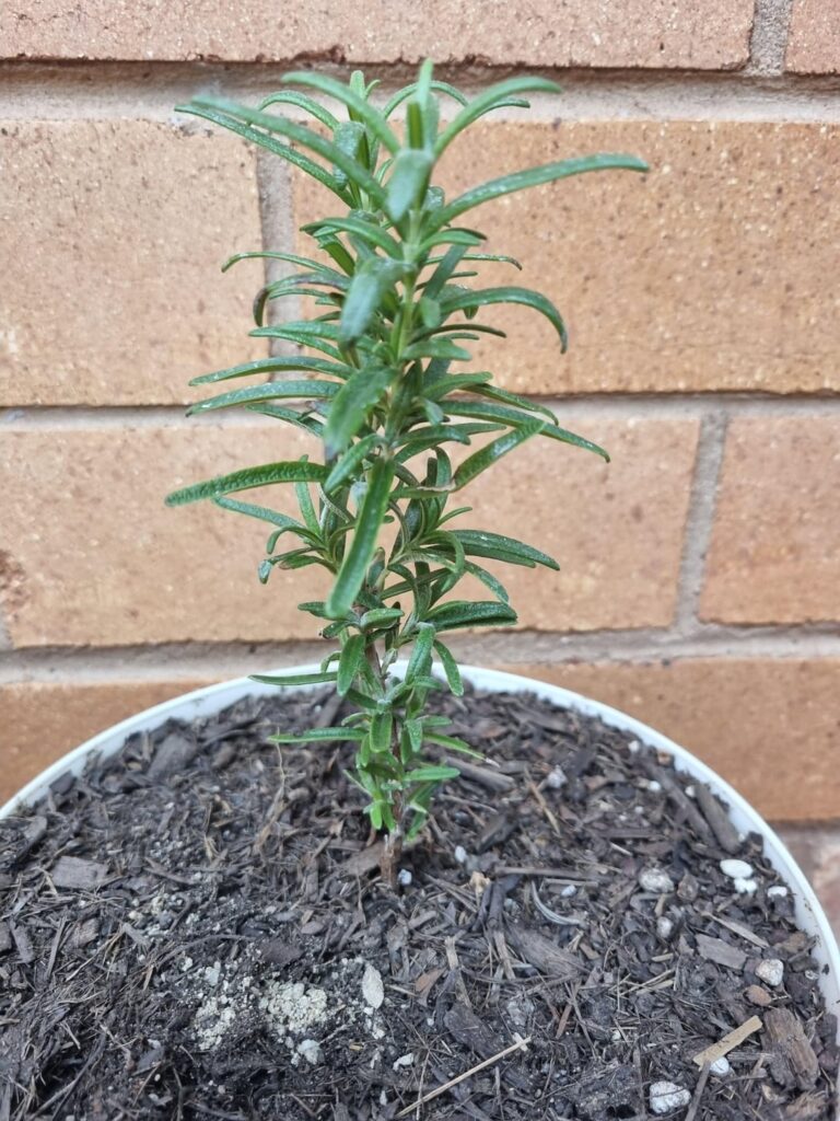 Rosemary leaves curving