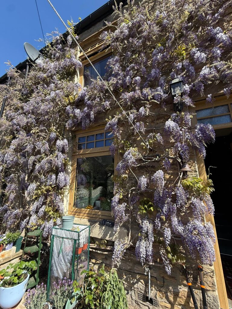 Wisteria time!