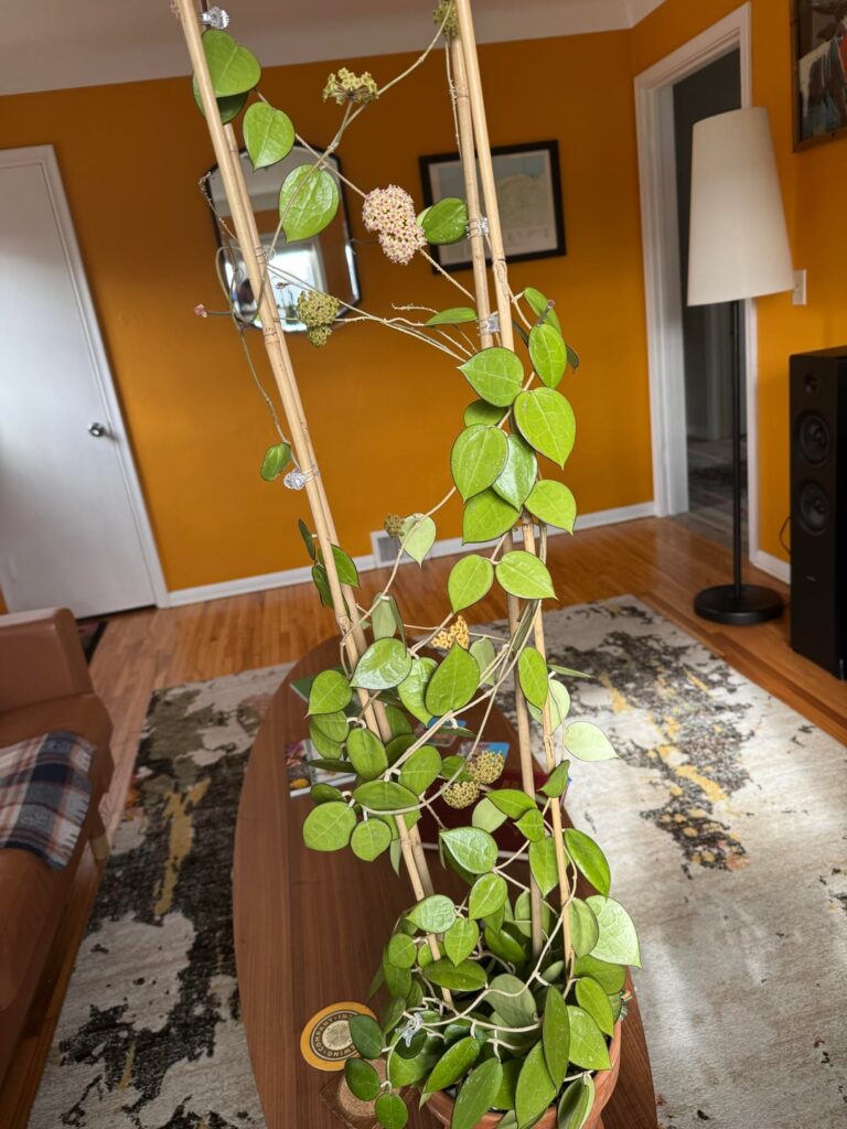 Blooms on hoya parasitica ‘black margin’