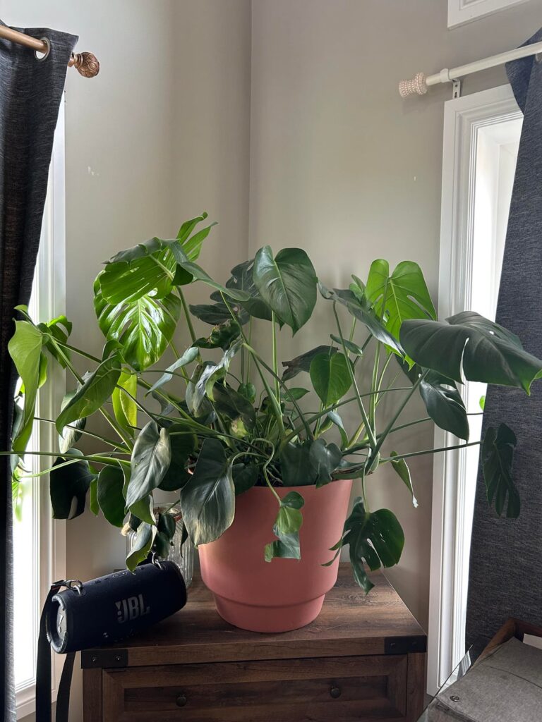 Looking to prop Looking to prop
