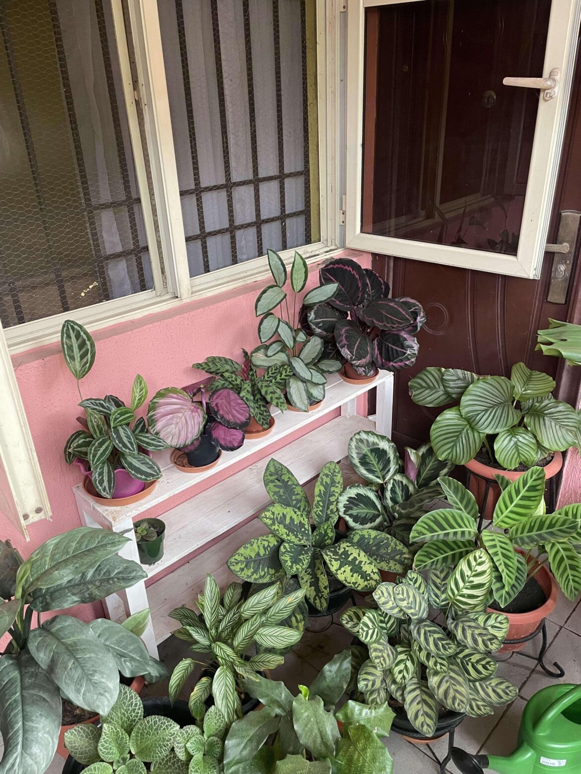 My Calathea corner 😍😍🥰