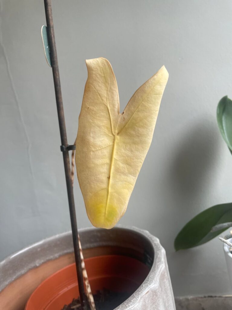 propagated zebrina help!! propagated zebrina help!!